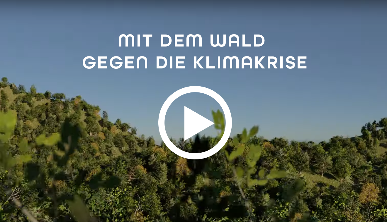 Mit dem Wald gegen die Klimakrise